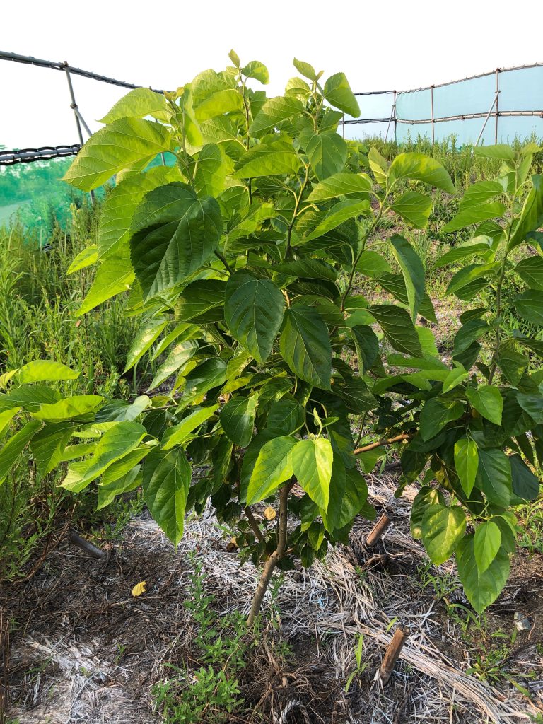 みんなの薬膳ファーム［クワ］2020年8月6日