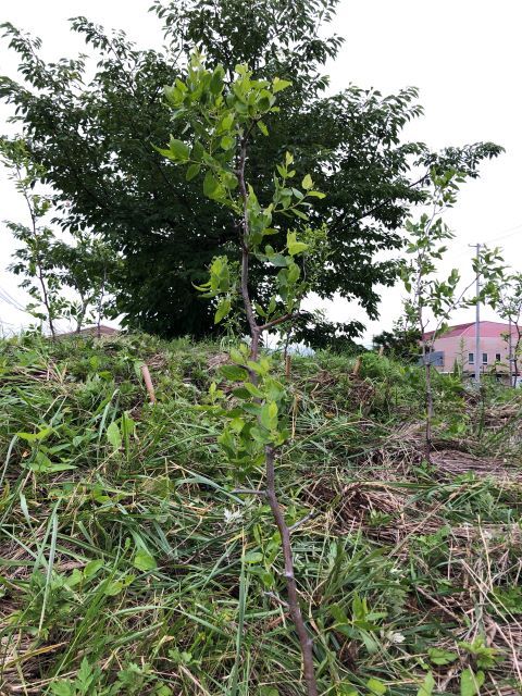 恵み野2丁目公園 [ナツメ]2020年7月17日