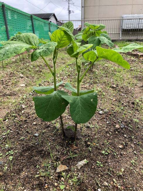 みんなの家ファーム [秘伝(青大豆)]2020年7月17日