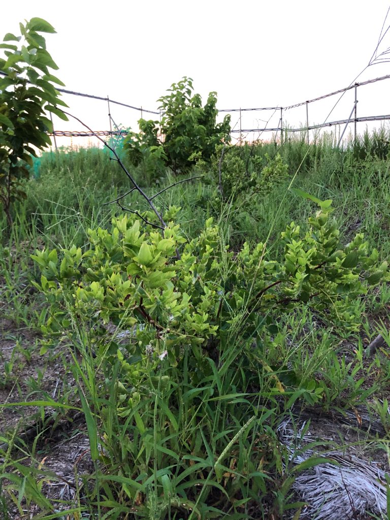 みんなの薬膳ファーム［ナツメ］2020年8月15日