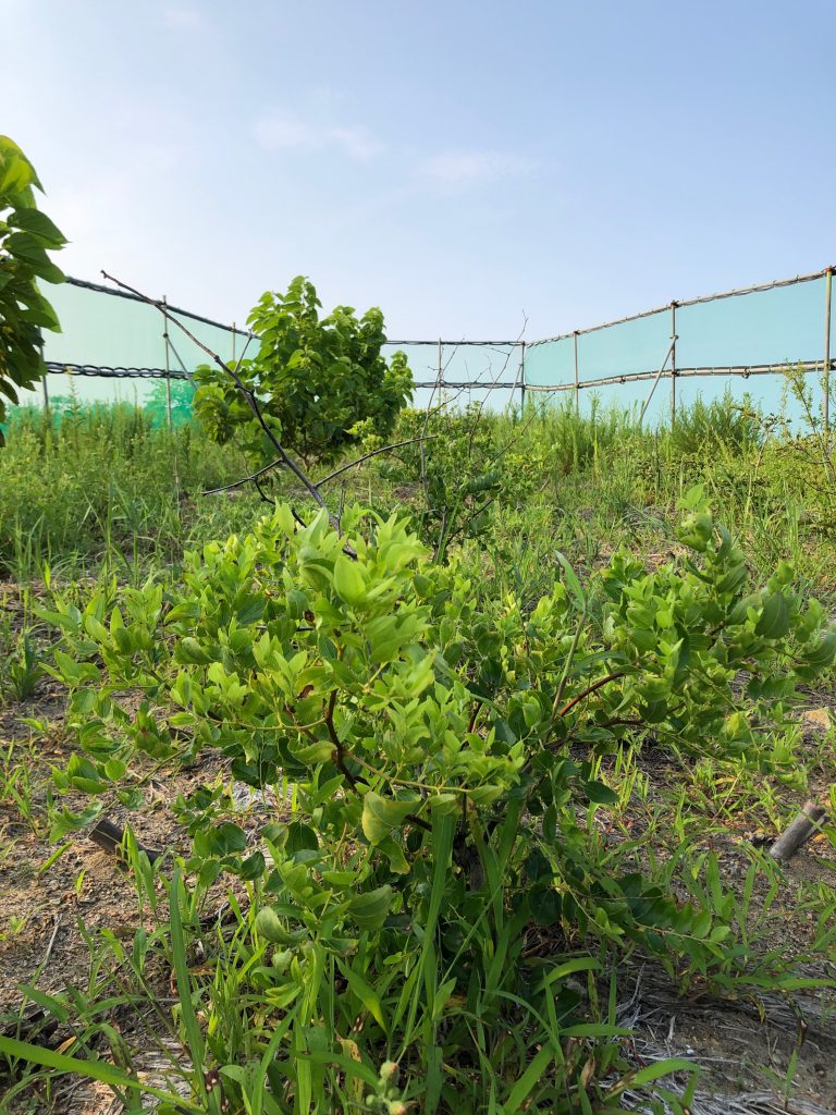 みんなの薬膳ファーム［ナツメ］2020年8月6日