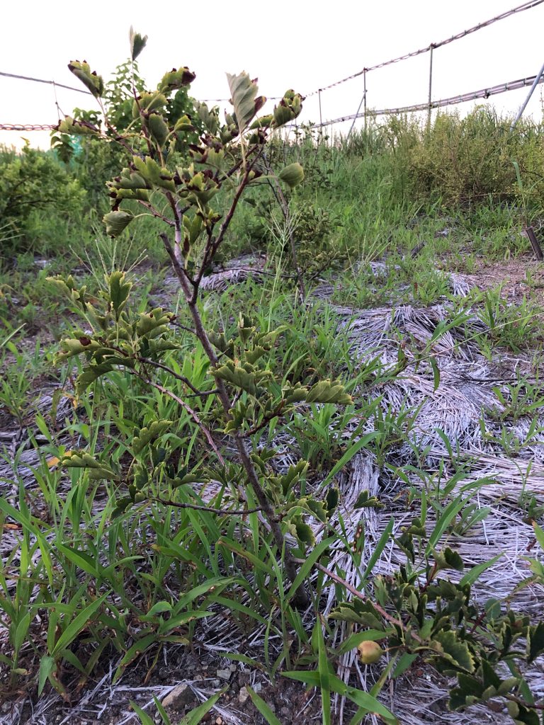 みんなの薬膳ファーム［サンザシ］2020年8月15日