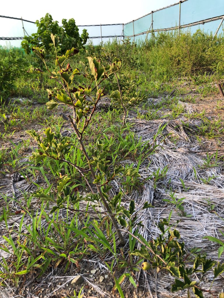 みんなの薬膳ファーム［サンザシ］2020年8月6日