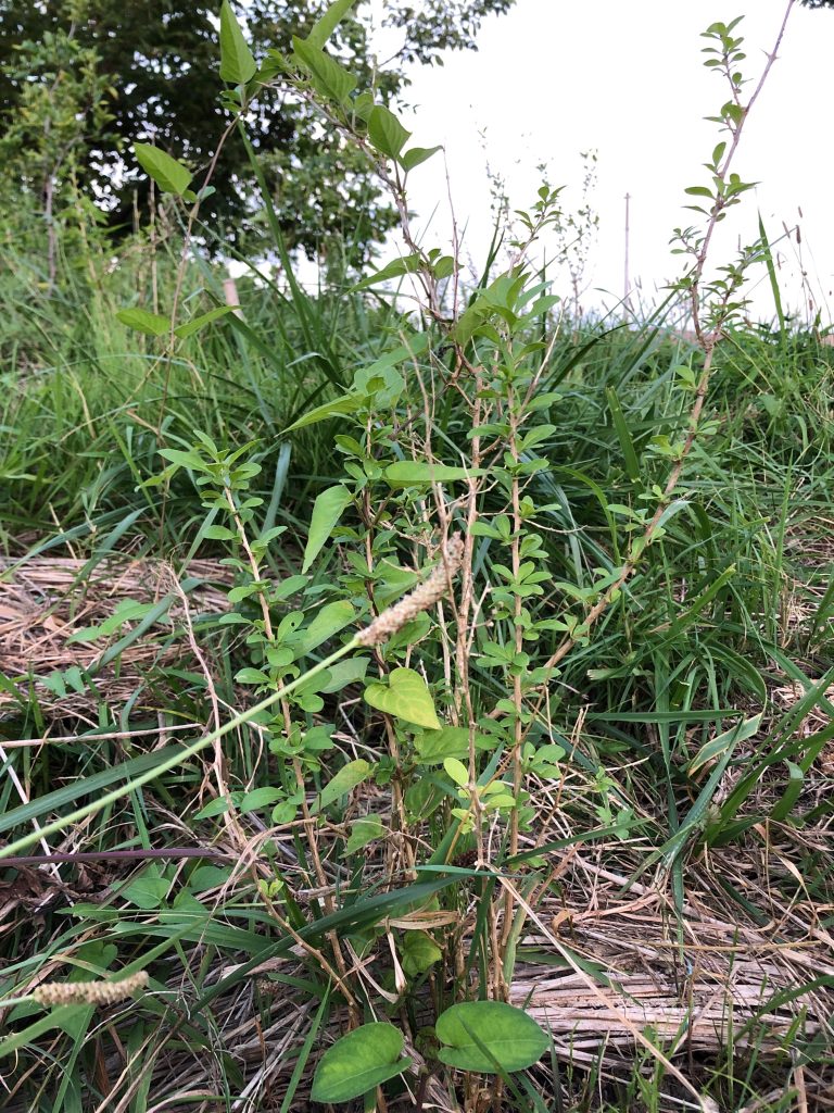 恵み野2丁目公園［クコ］2020年8月15日