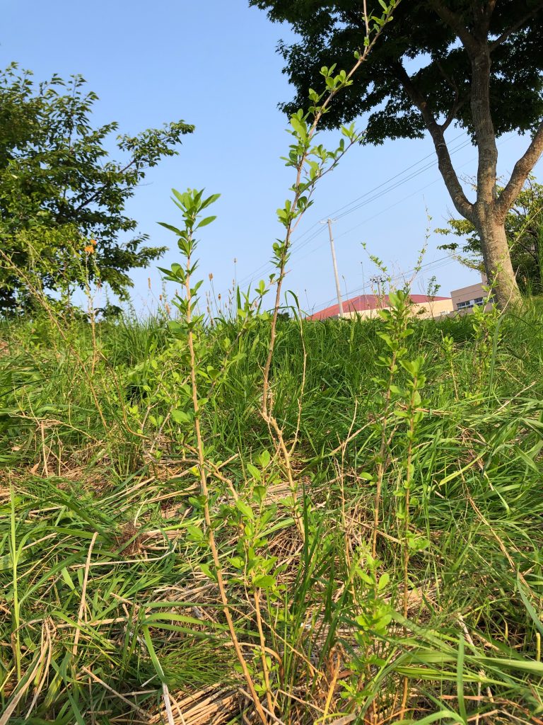 恵み野2丁目公園［クコ］2020年8月6日