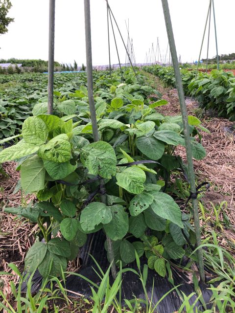 ひまわり農園 [秘伝(青大豆)] 2020年7月17日