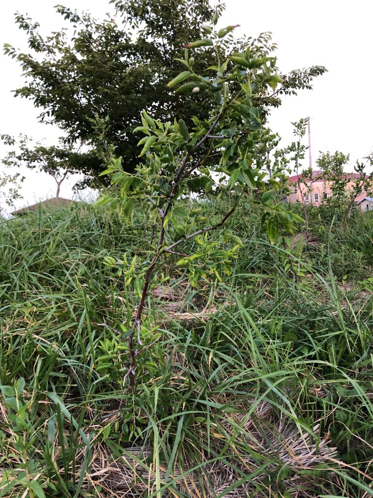 恵み野2丁目公園［ナツメ］2020年8月15日