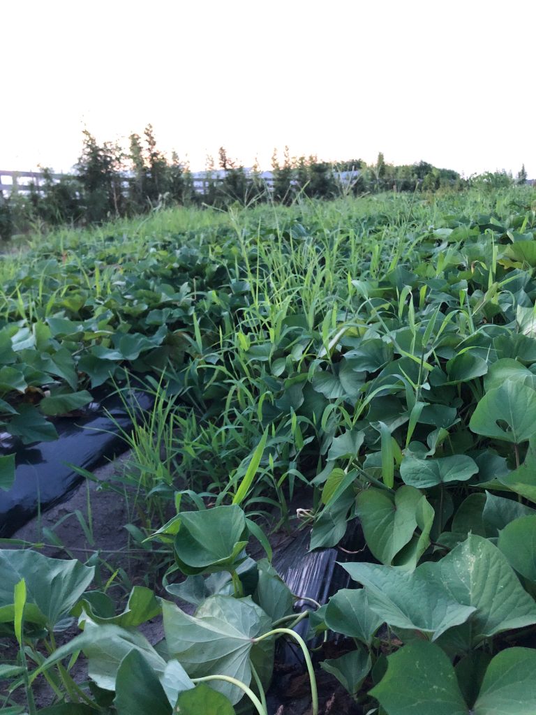 ひまわり農園［鳴門金時］2020年8月15日