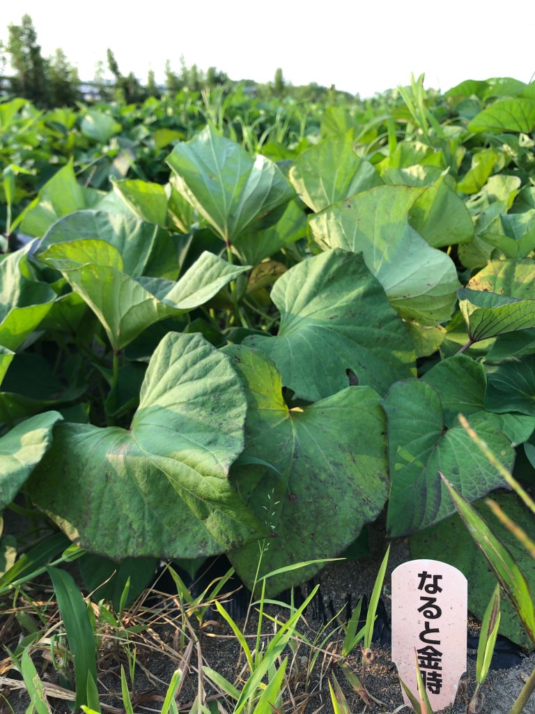ひまわり農園［鳴門金時］2020年8月6日