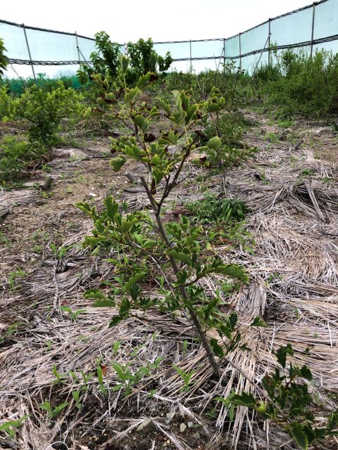 みんなの薬膳ファーム [サンザシ]2020年7月17日