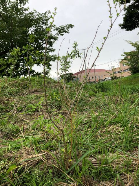 恵み野2丁目公園 [クコ]2020年7月17日