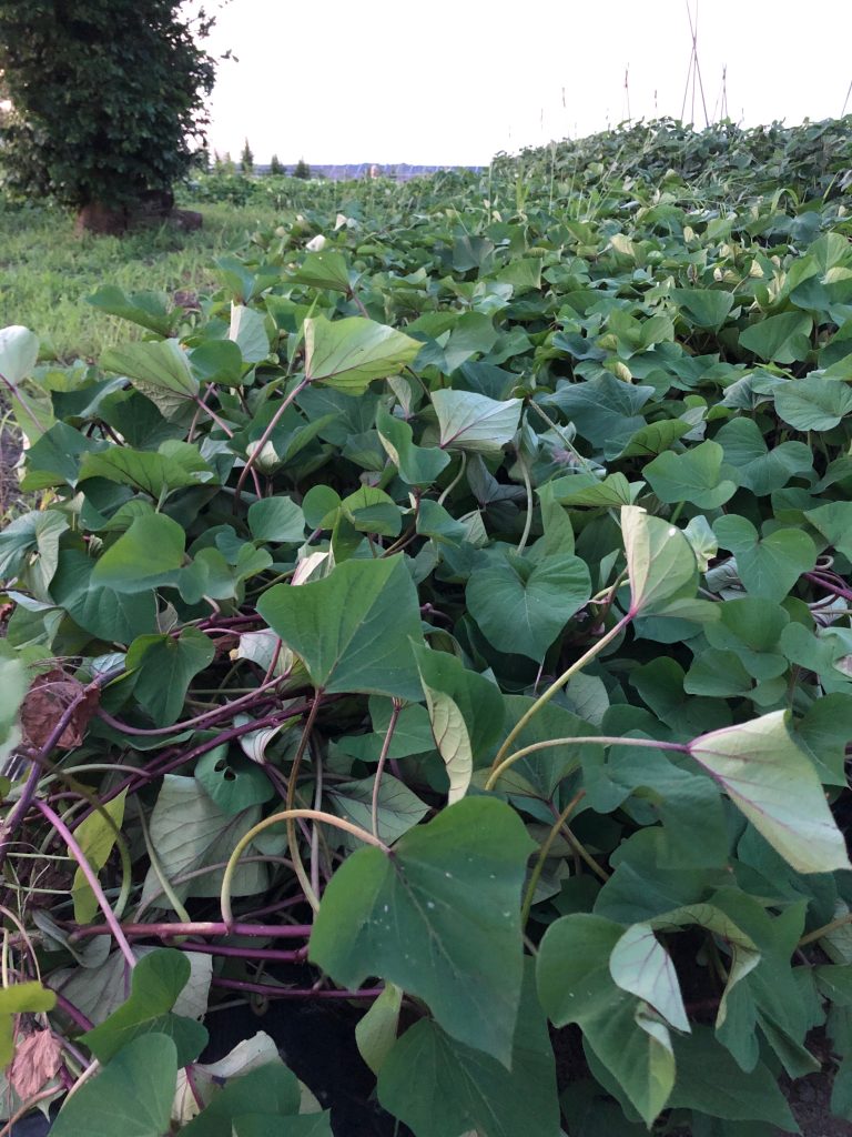 ひまわり農園［紅あずま］2020年8月15日