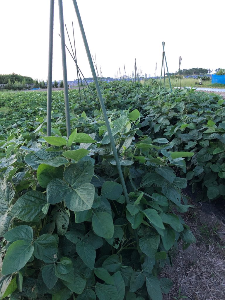 ひまわり農園［秘伝(青大豆)］2020年8月15日