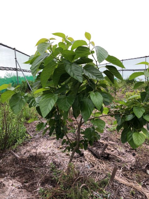 みんなの薬膳ファーム [クワ]2020年7月17日