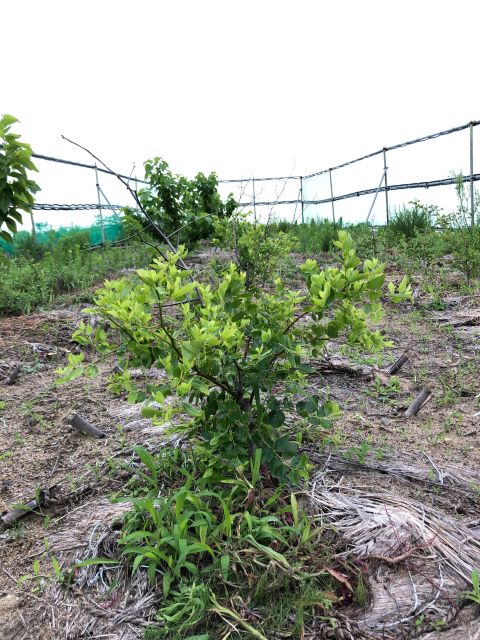 みんなの薬膳ファーム [ナツメ]2020年7月17日