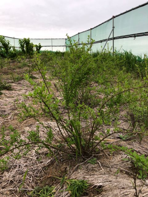 みんなの薬膳ファーム [クコ]2020年7月17日