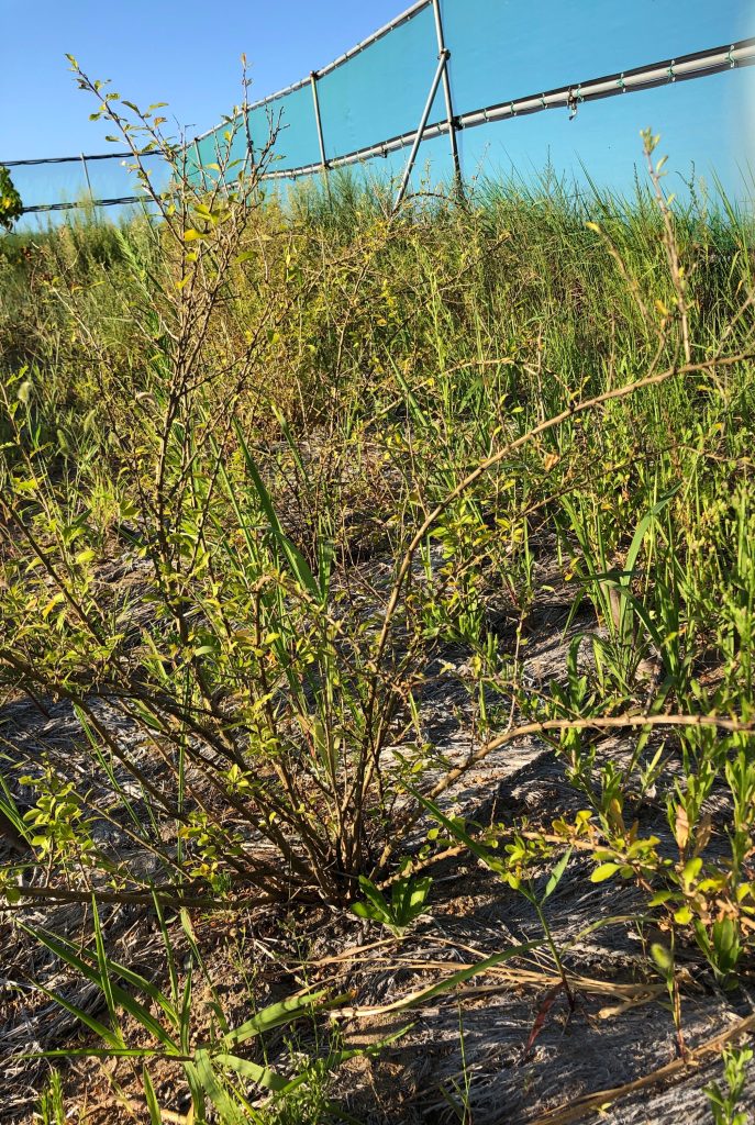 みんなの薬膳ファーム［クコ］2020年8月27日