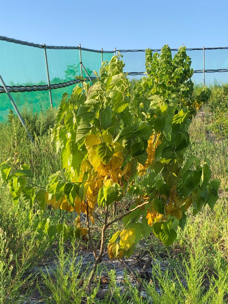 みんなの薬膳ファーム［クワ］2020年8月27日