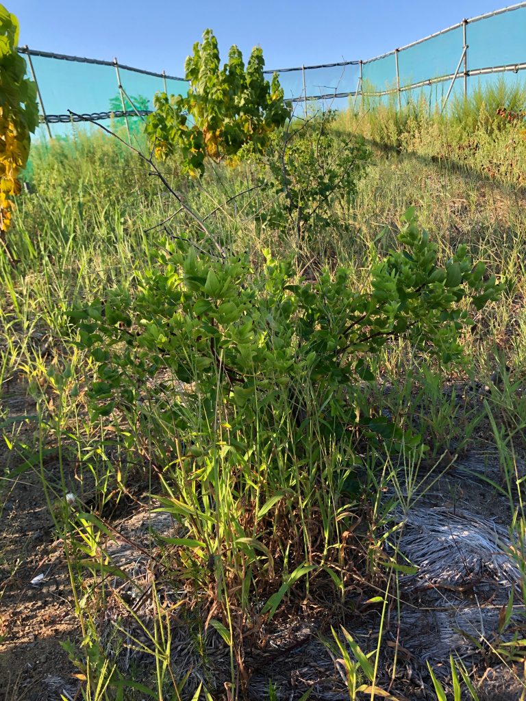 みんなの薬膳ファーム［ナツメ］2020年8月27日