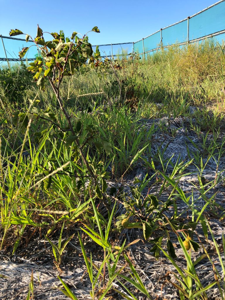 みんなの薬膳ファーム［サンザシ］2020年8月27日