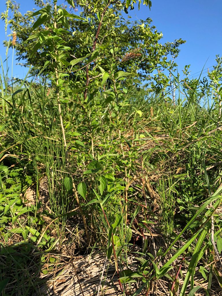 恵み野2丁目公園［クコ］2020年8月27日