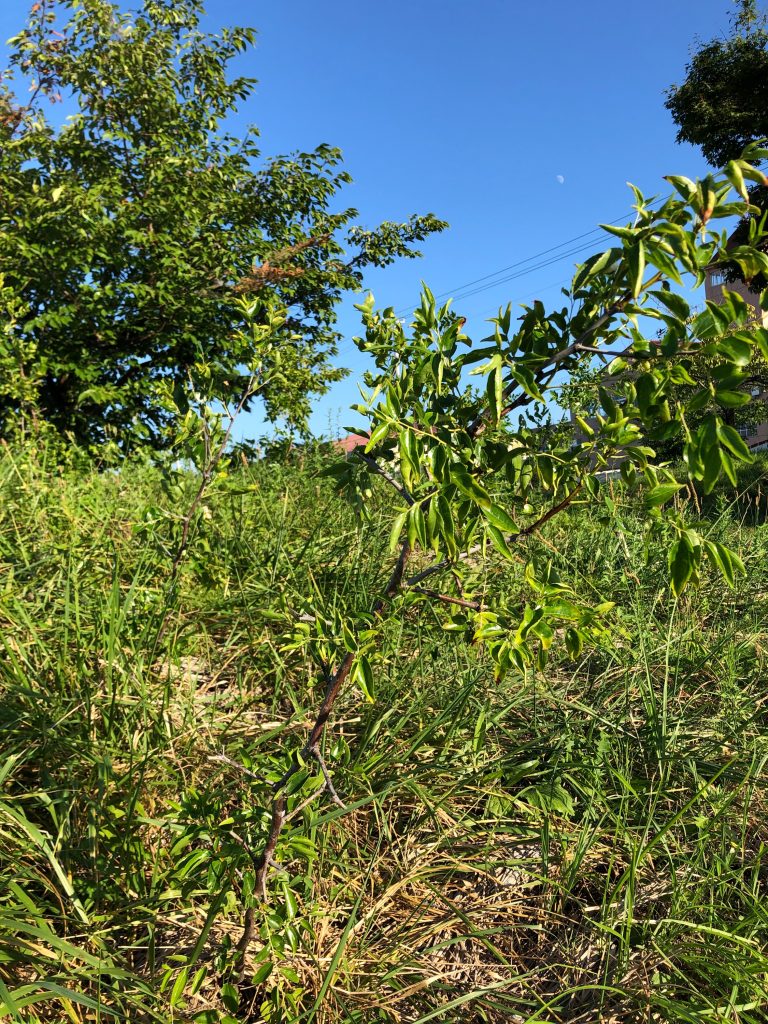 恵み野2丁目公園［ナツメ］2020年8月27日