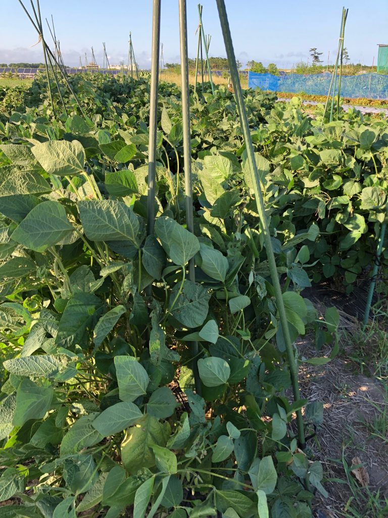 ひまわり農園［秘伝(青大豆)］2020年8月27日