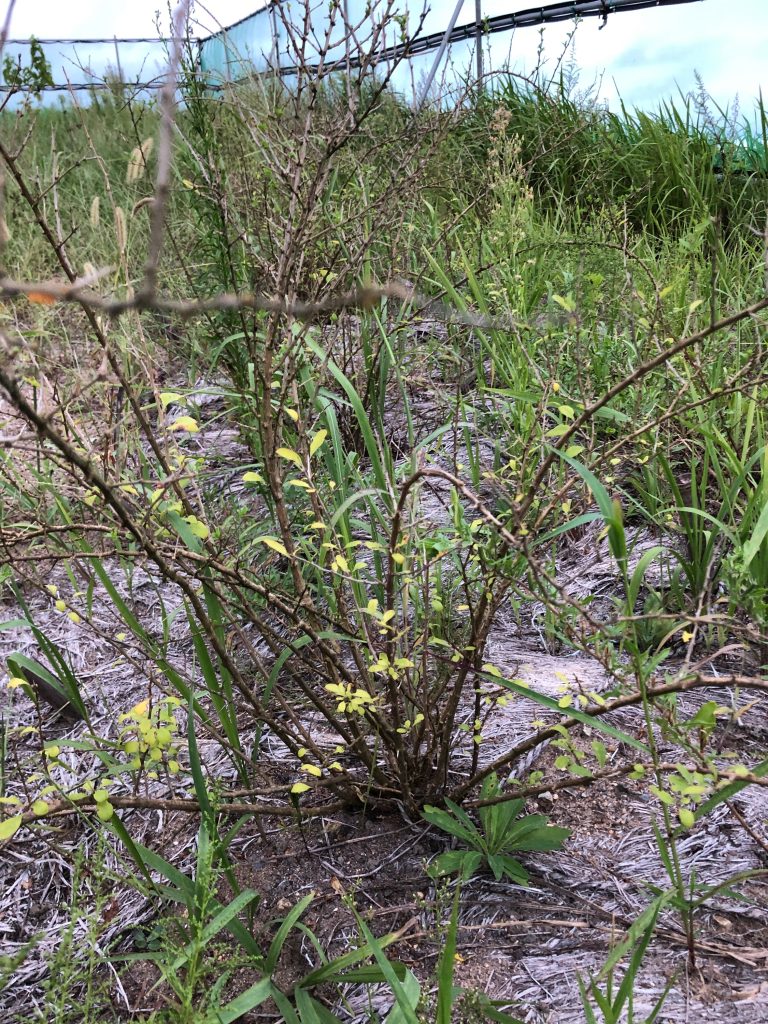 みんなの薬膳ファーム［クコ］2020年9月11日