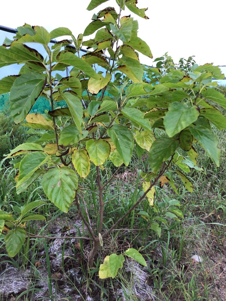 みんなの薬膳ファーム［クワ］2020年9月11日