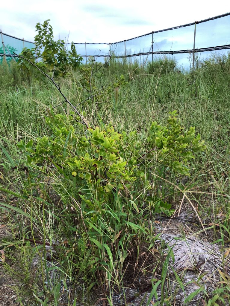 みんなの薬膳ファーム［ナツメ］2020年9月11日