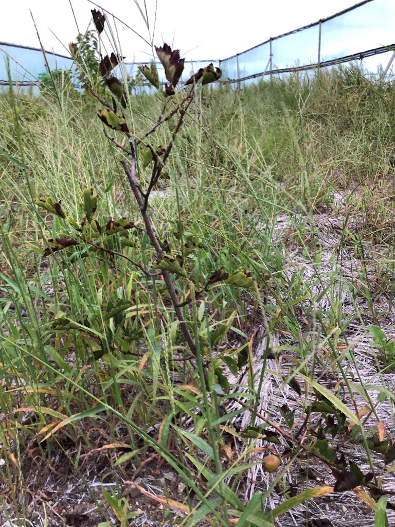 みんなの薬膳ファーム［サンザシ］2020年9月11日