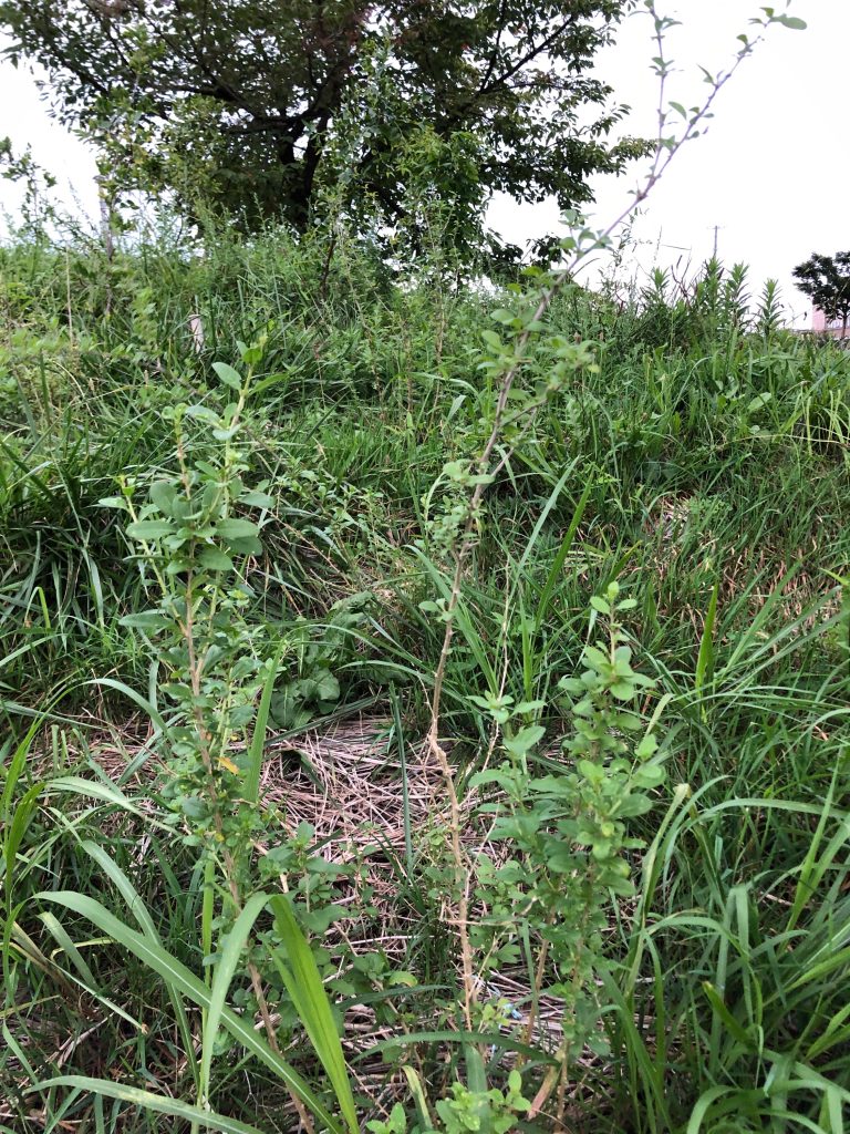 恵み野2丁目公園［クコ］2020年9月11日