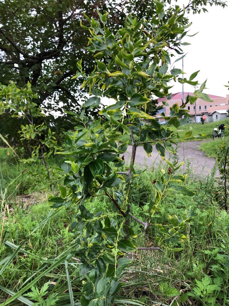 恵み野2丁目公園［ナツメ］2020年9月11日