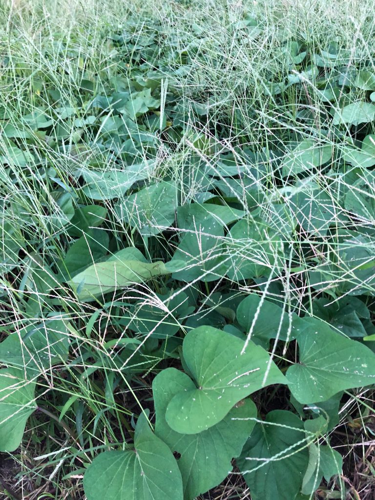 ひまわり農園［鳴門金時］2020年9月11日