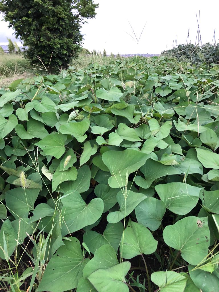 ひまわり農園［紅あずま］2020年9月11日