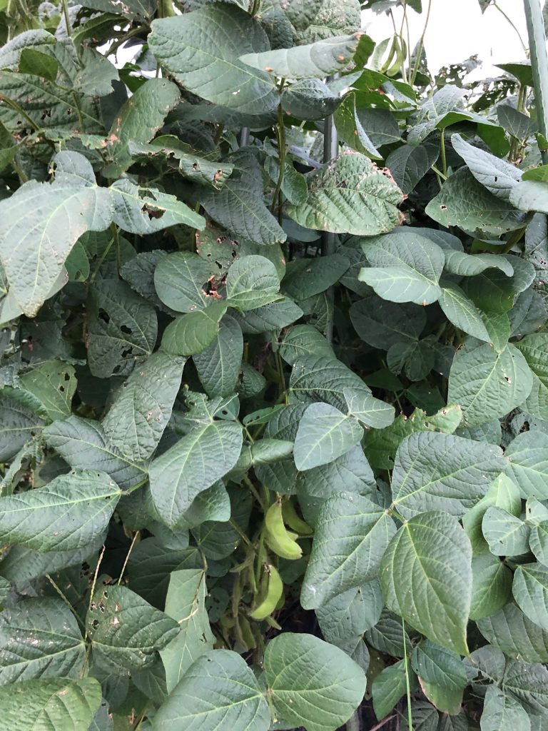 ひまわり農園［秘伝(青大豆)］2020年9月11日