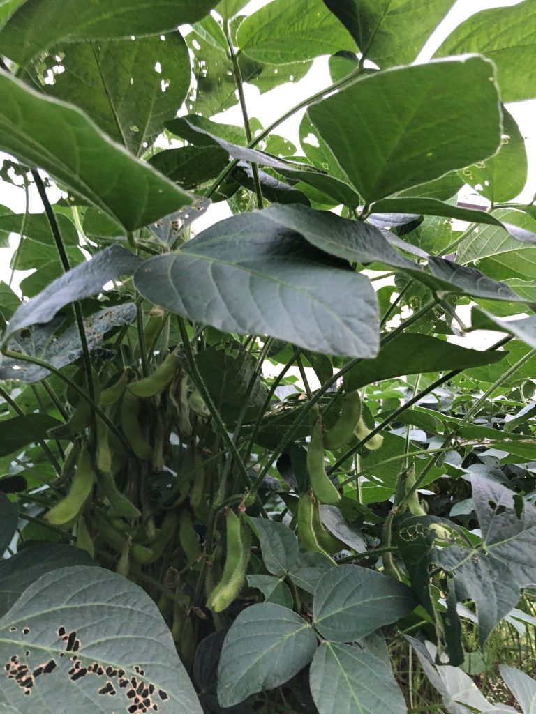 みんなの家ファーム［秘伝(青大豆)］2020年9月11日