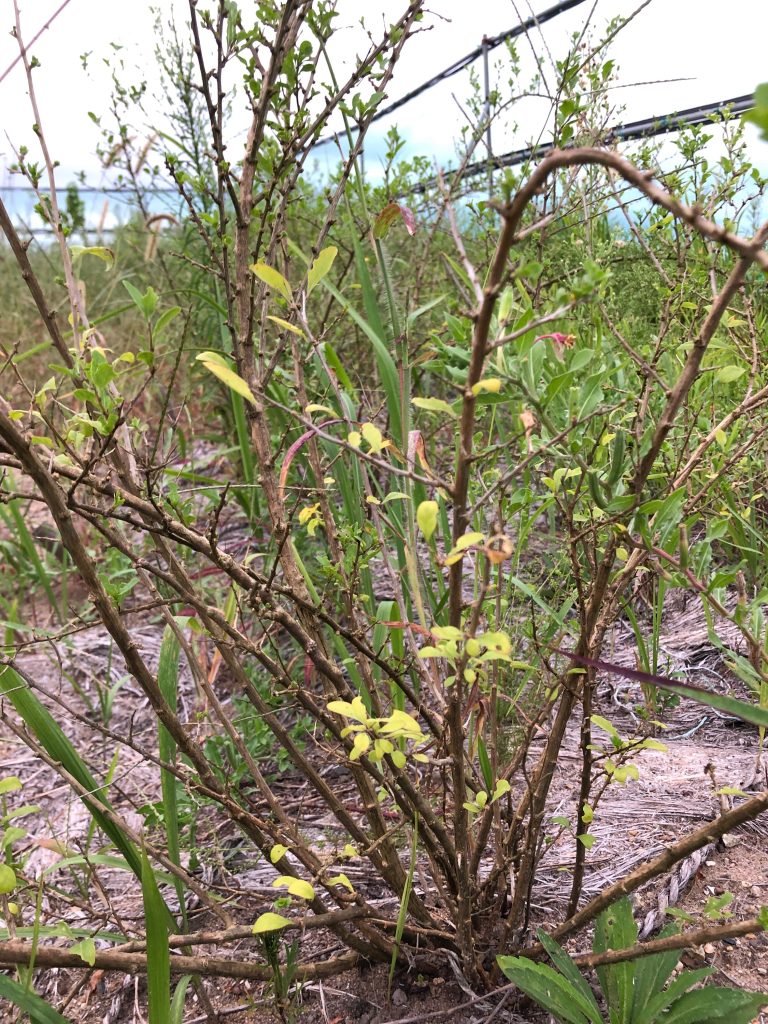 みんなの薬膳ファーム［クコ］2020年9月18日