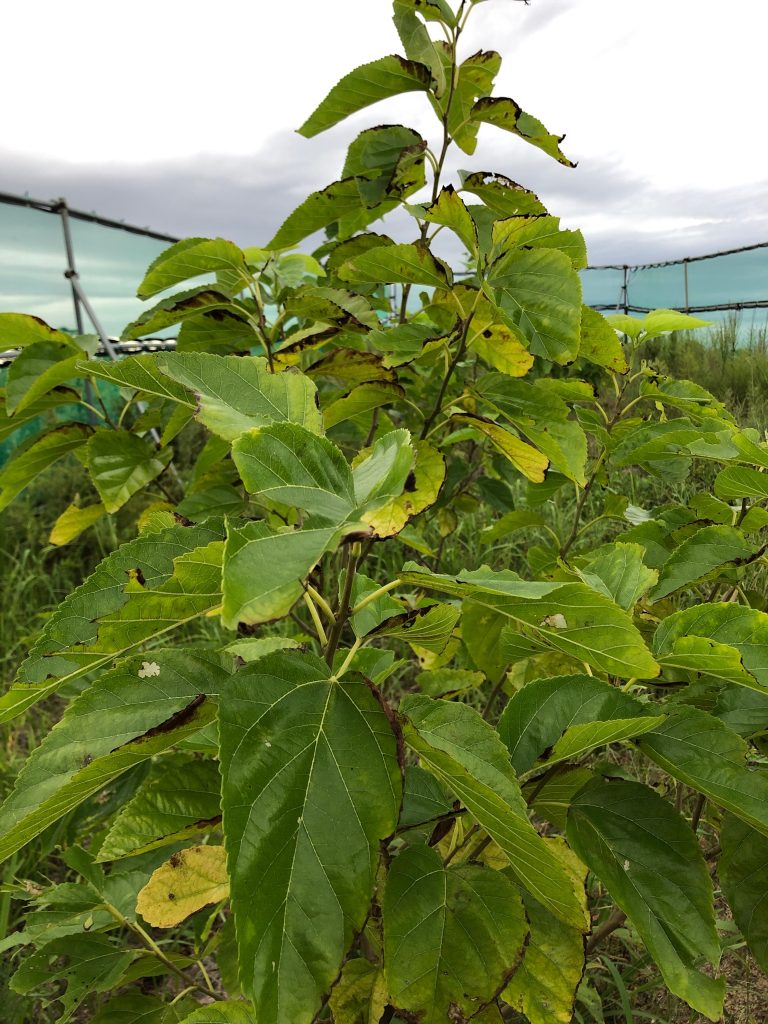 みんなの薬膳ファーム［クワ］2020年9月18日