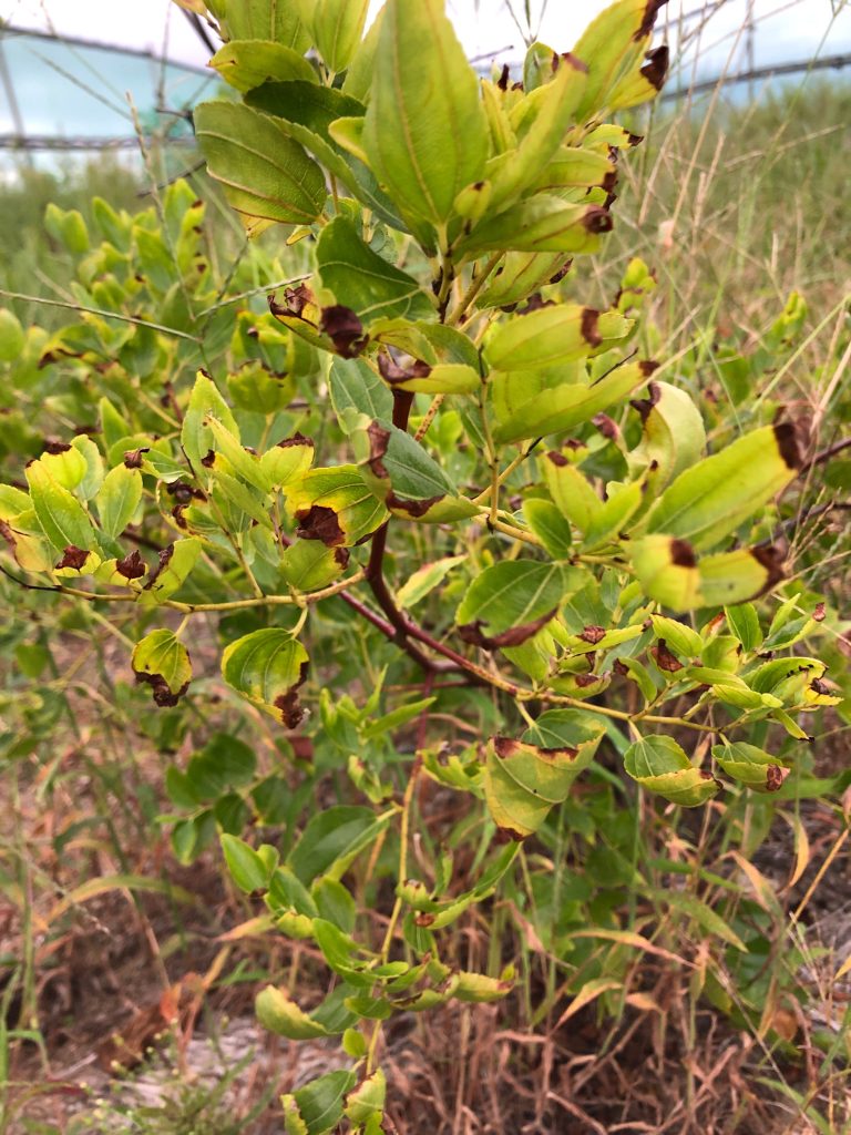 みんなの薬膳ファーム［ナツメ］2020年9月18日