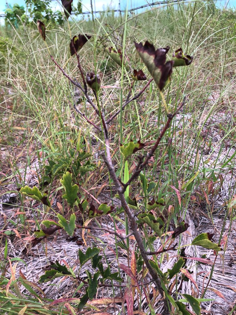 みんなの薬膳ファーム［サンザシ］2020年9月18日