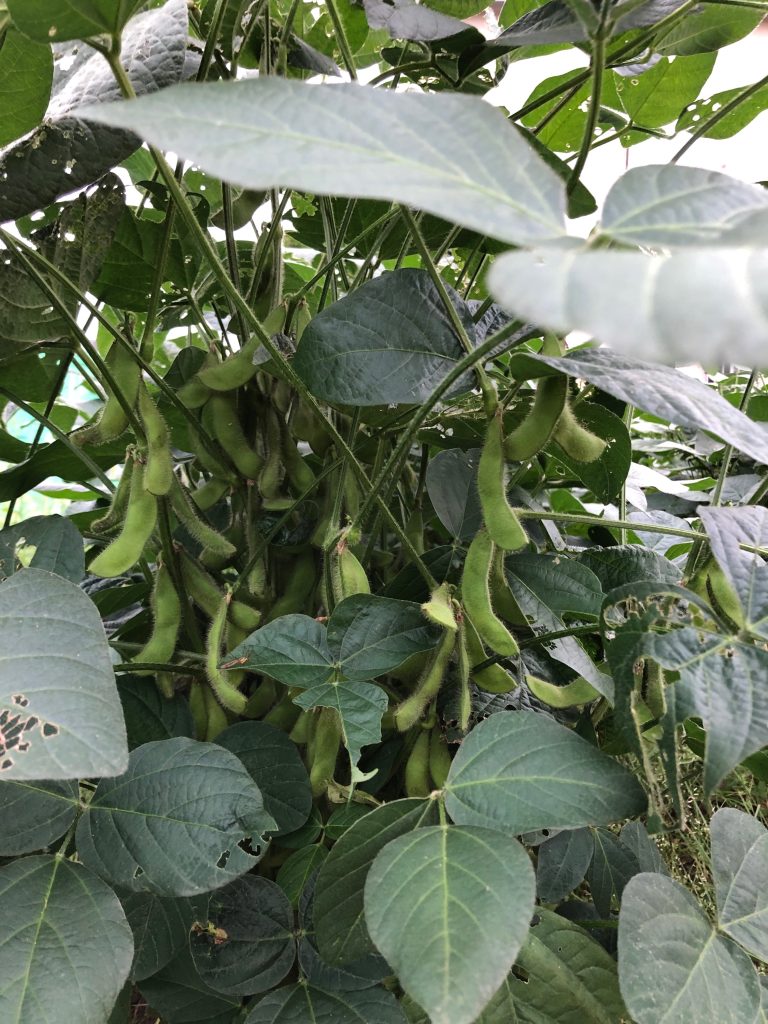 みんなの家ファーム［秘伝(青大豆)］2020年9月18日