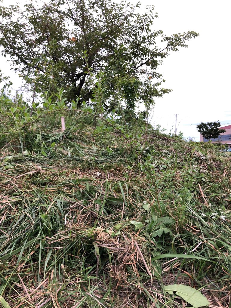 恵み野2丁目公園［クコ］2020年9月18日