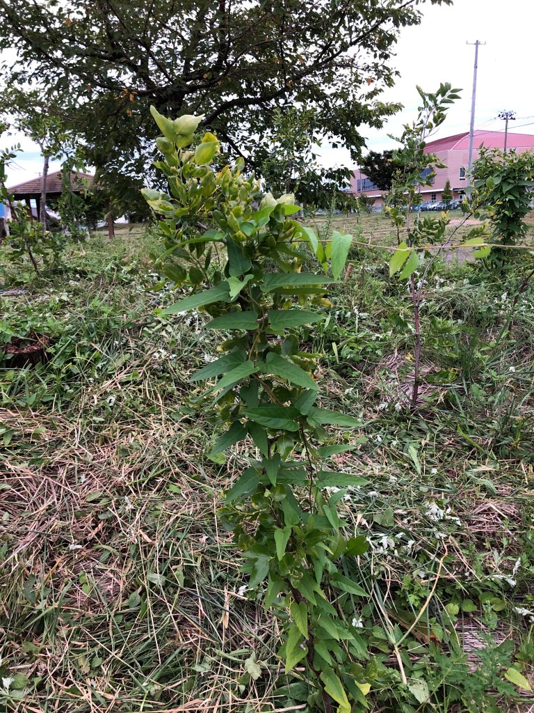 恵み野2丁目公園［ナツメ］2020年9月18日