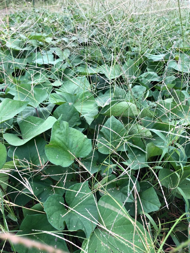 ひまわり農園［鳴門金時］2020年9月18日