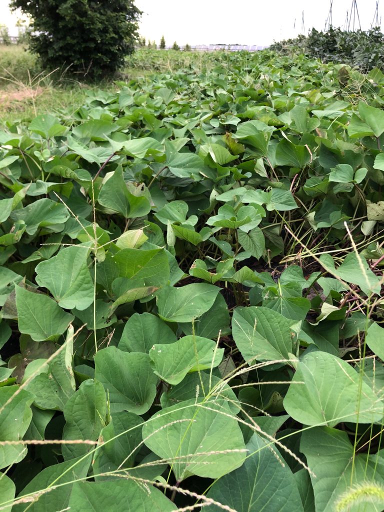 ひまわり農園［紅あずま］2020年9月18日