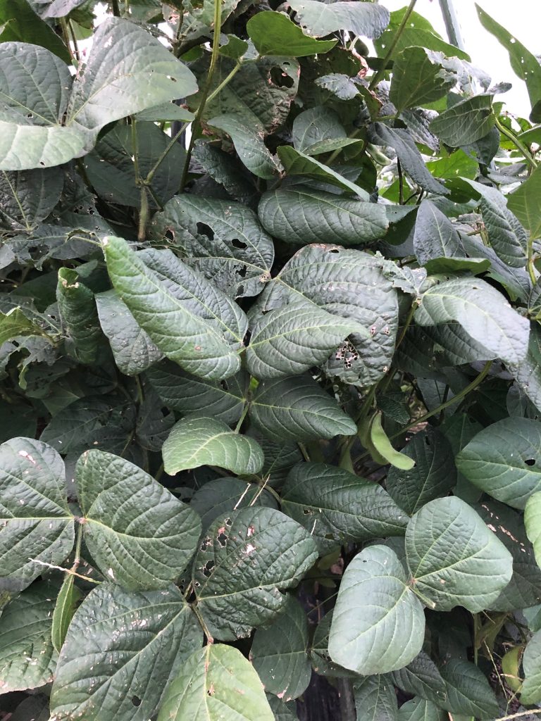 ひまわり農園［秘伝(青大豆)］2020年9月18日