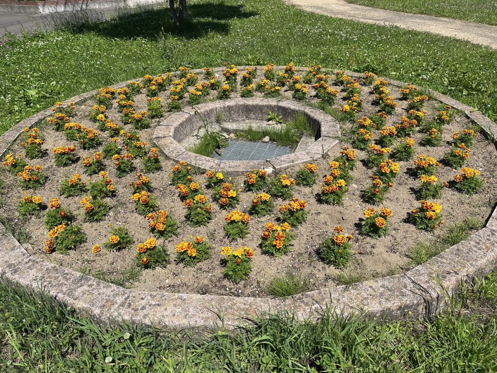 恵み野２丁目公園 マリーゴールドのお花咲く！