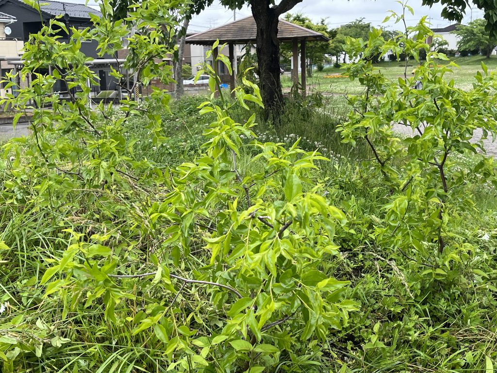 恵み野２丁目公園[ナツメ] 2022/6/8(水)