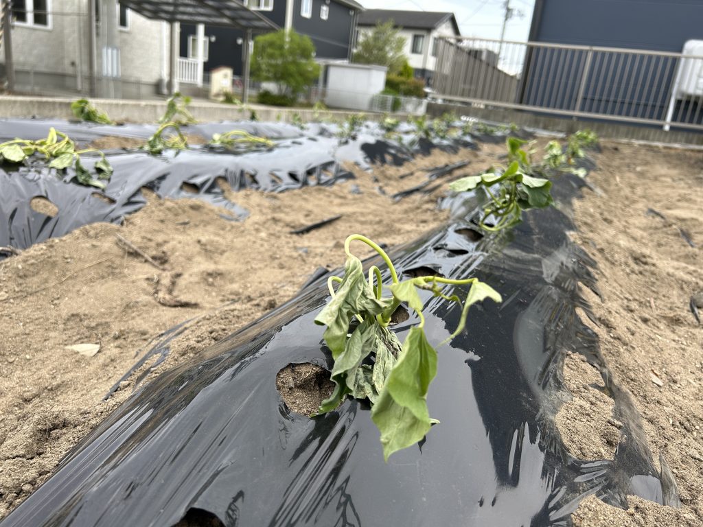 みんなのさつまいも畑 [鳴門金時] 2023.05.26(金)